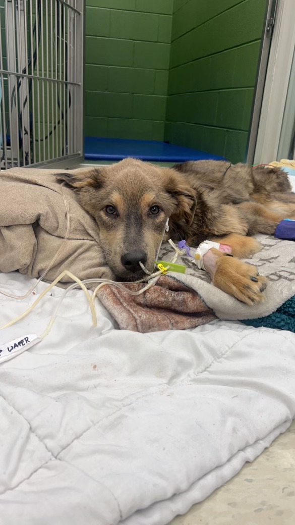 dog in vet station