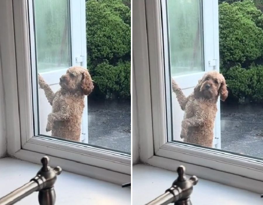 dog knocking on a window