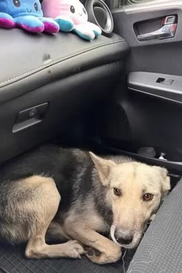 dog laying in the car