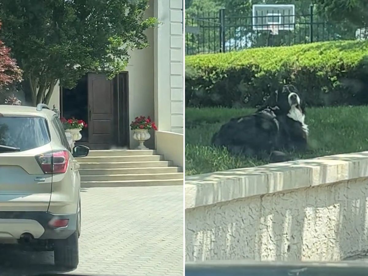 dog laying on a lawn