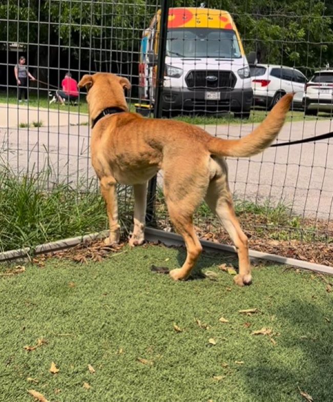 dog looking at people