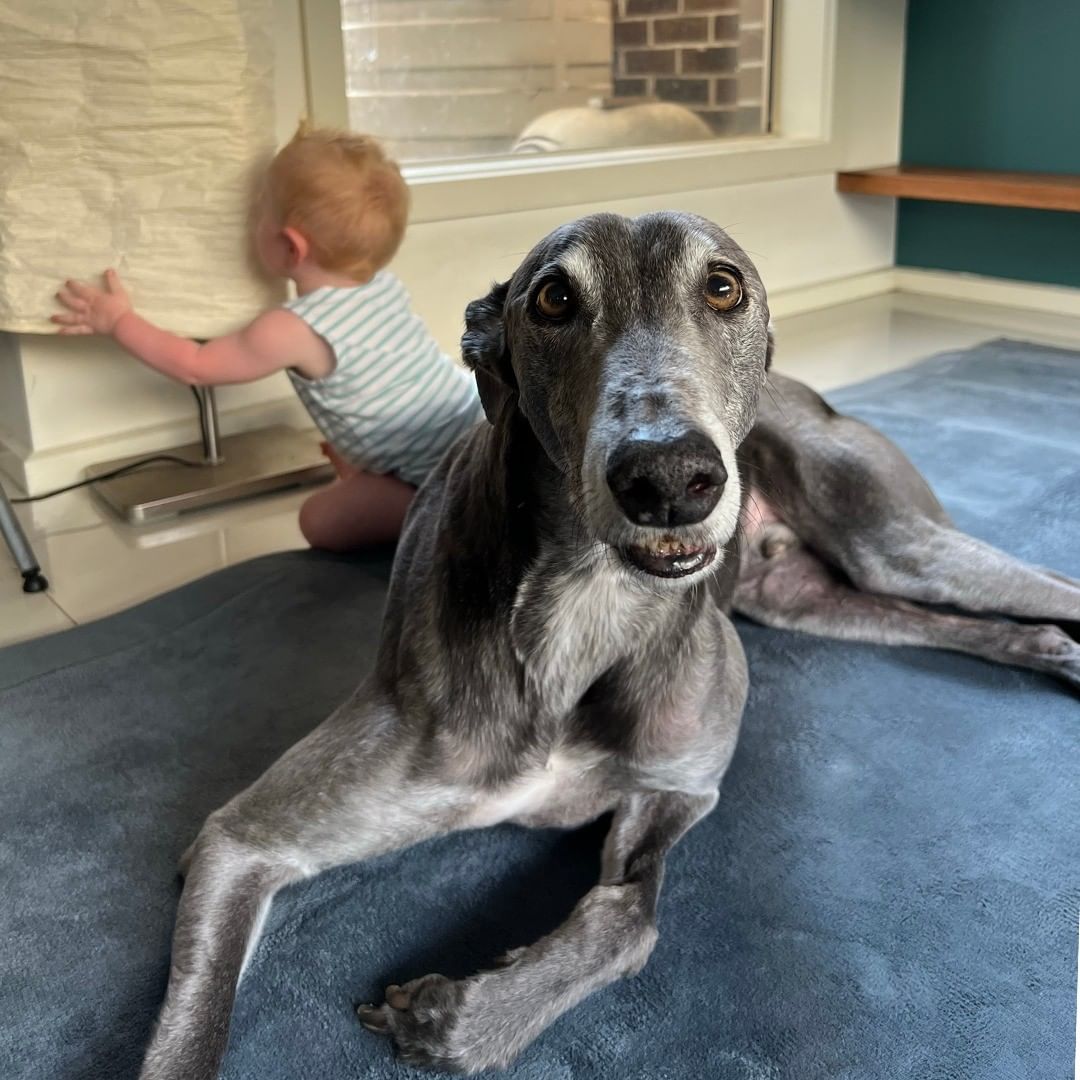 dog lying next to a little boy