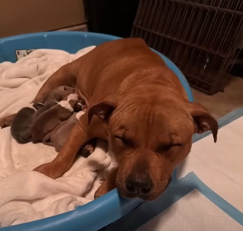 dog nursing puppies