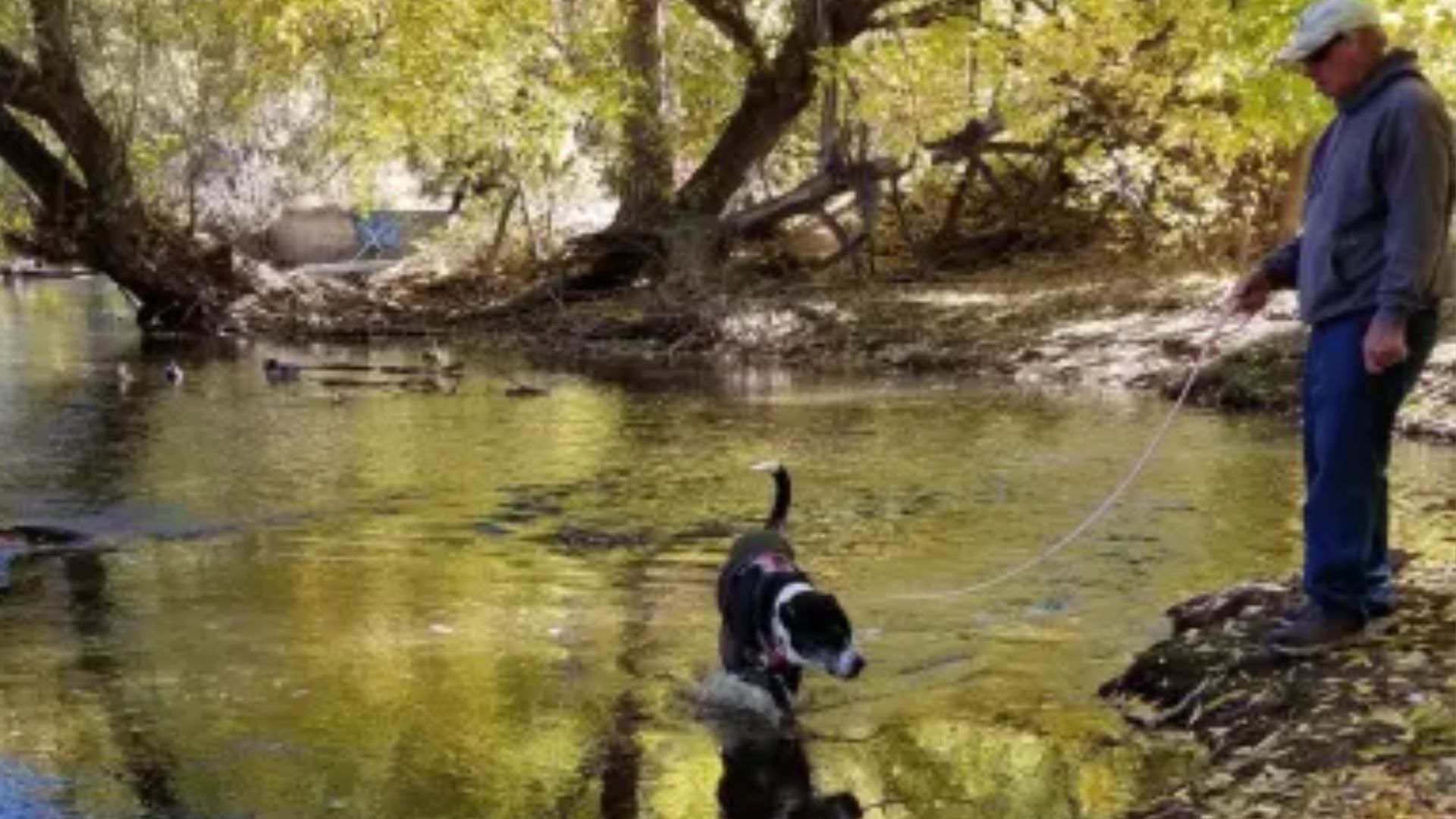 dog on a leash walking in the water