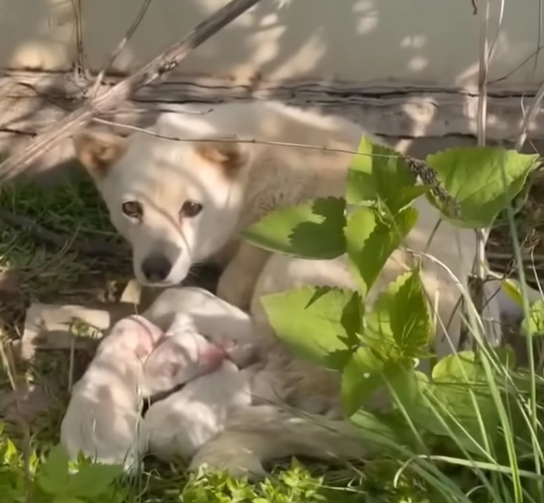 dog peeks behind the stone