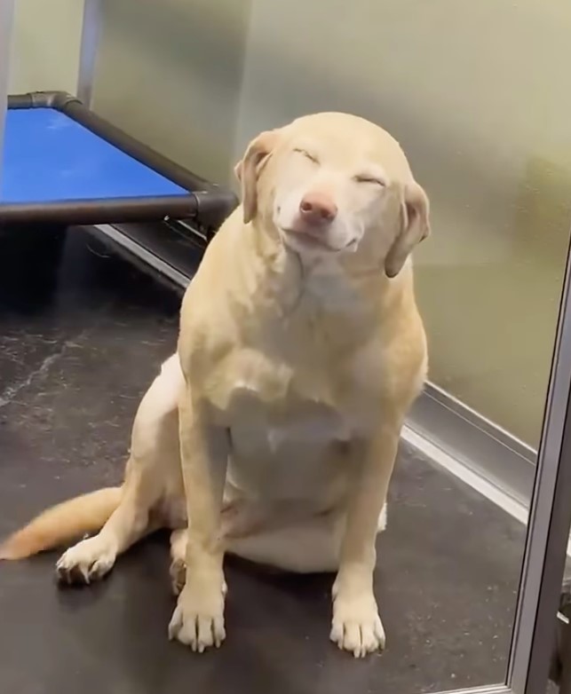 dog sitting in a boarding facility