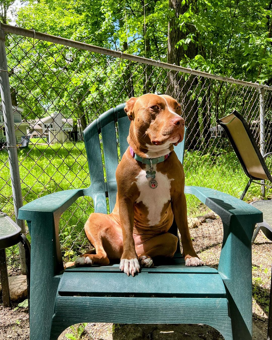 dog sitting in green chair