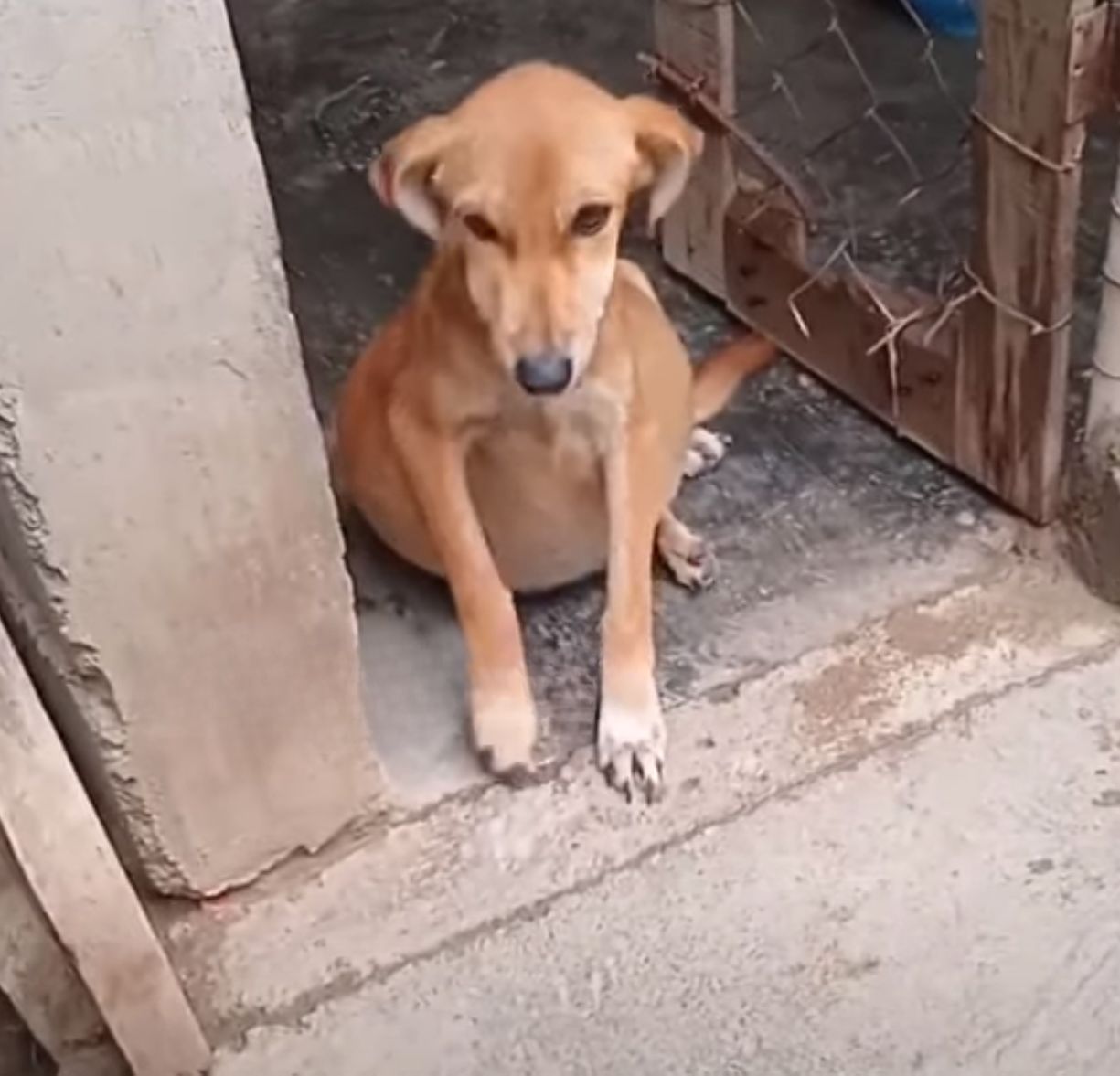 dog sitting on the door edge