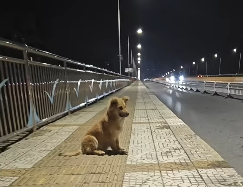 dog waiting for owner