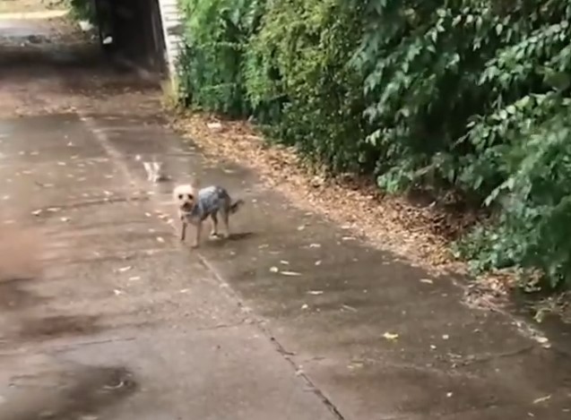 dog walks with kitten on the street