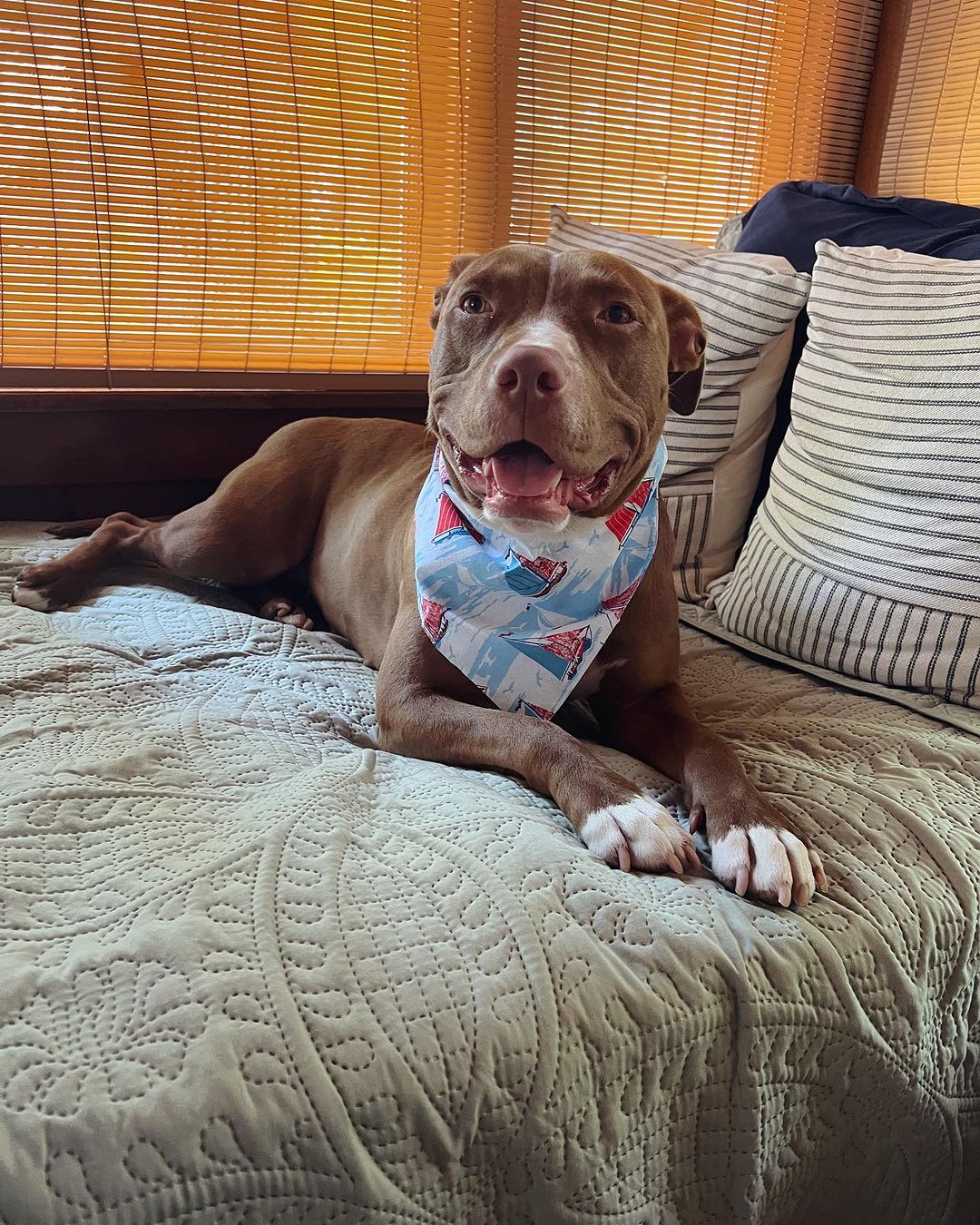 dog wearing a bandana lying in bed
