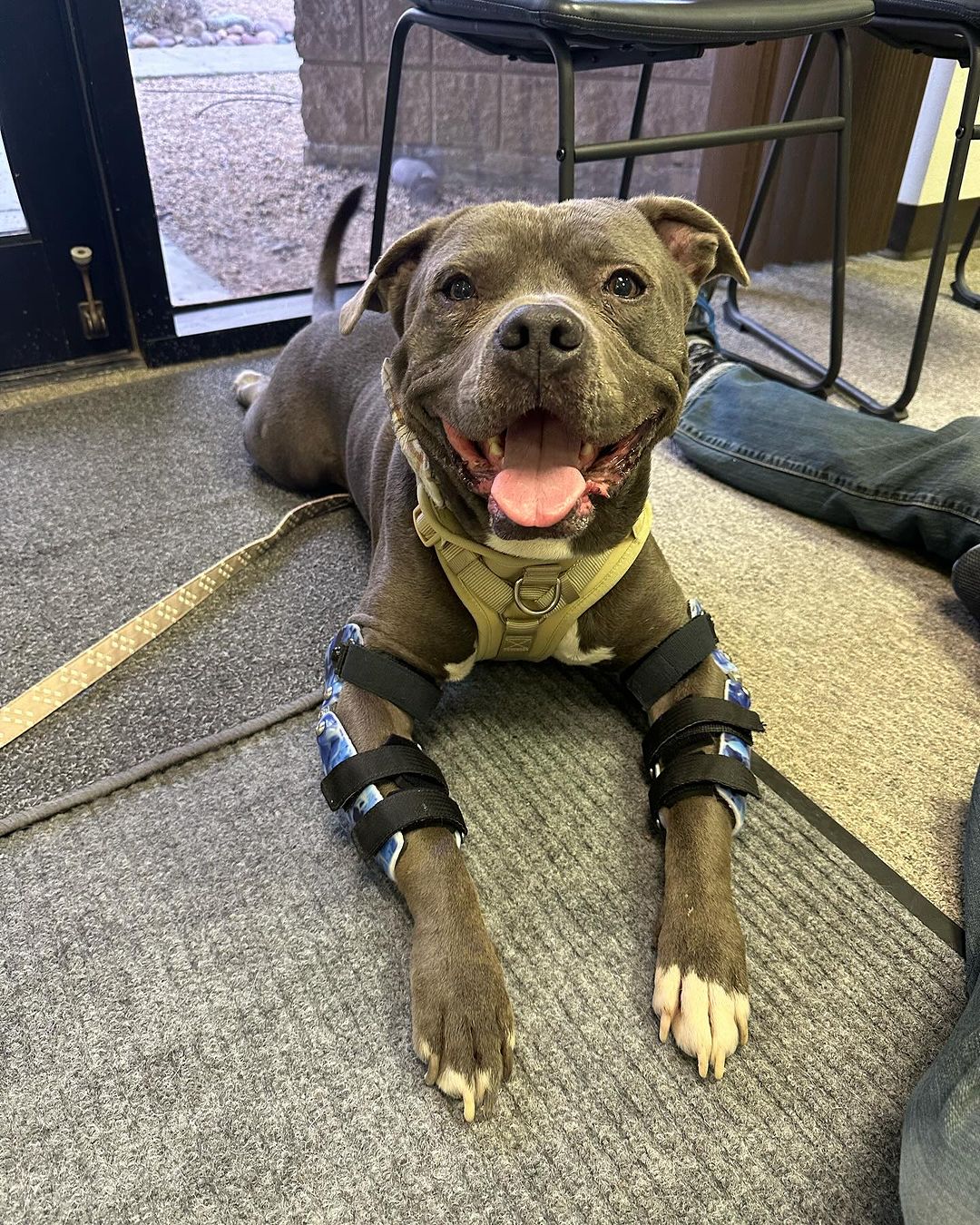 dog with braces on his legs