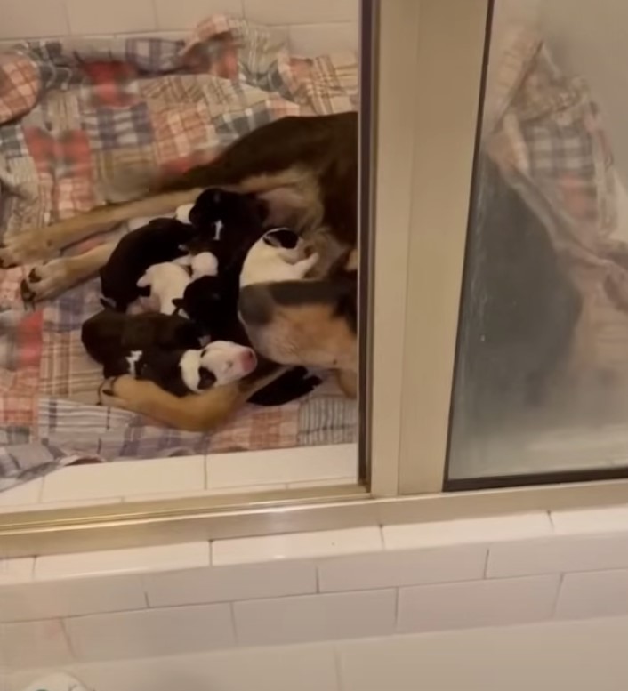 dog with puppies on bed