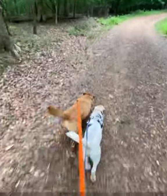 dogs in walk