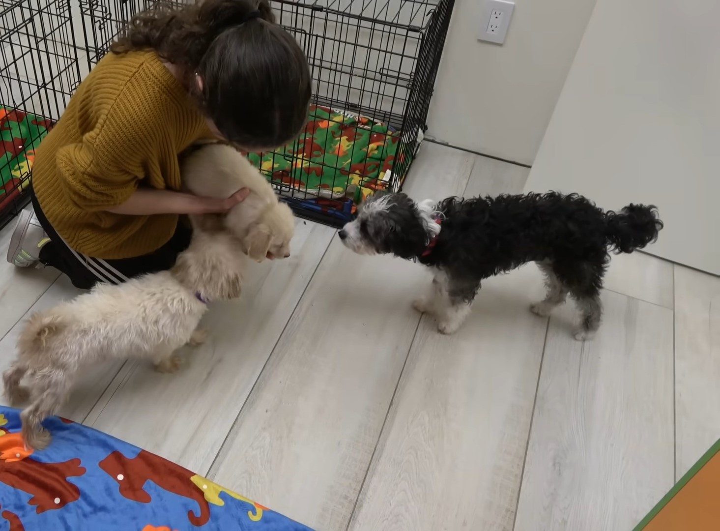 female with three dogs indoors