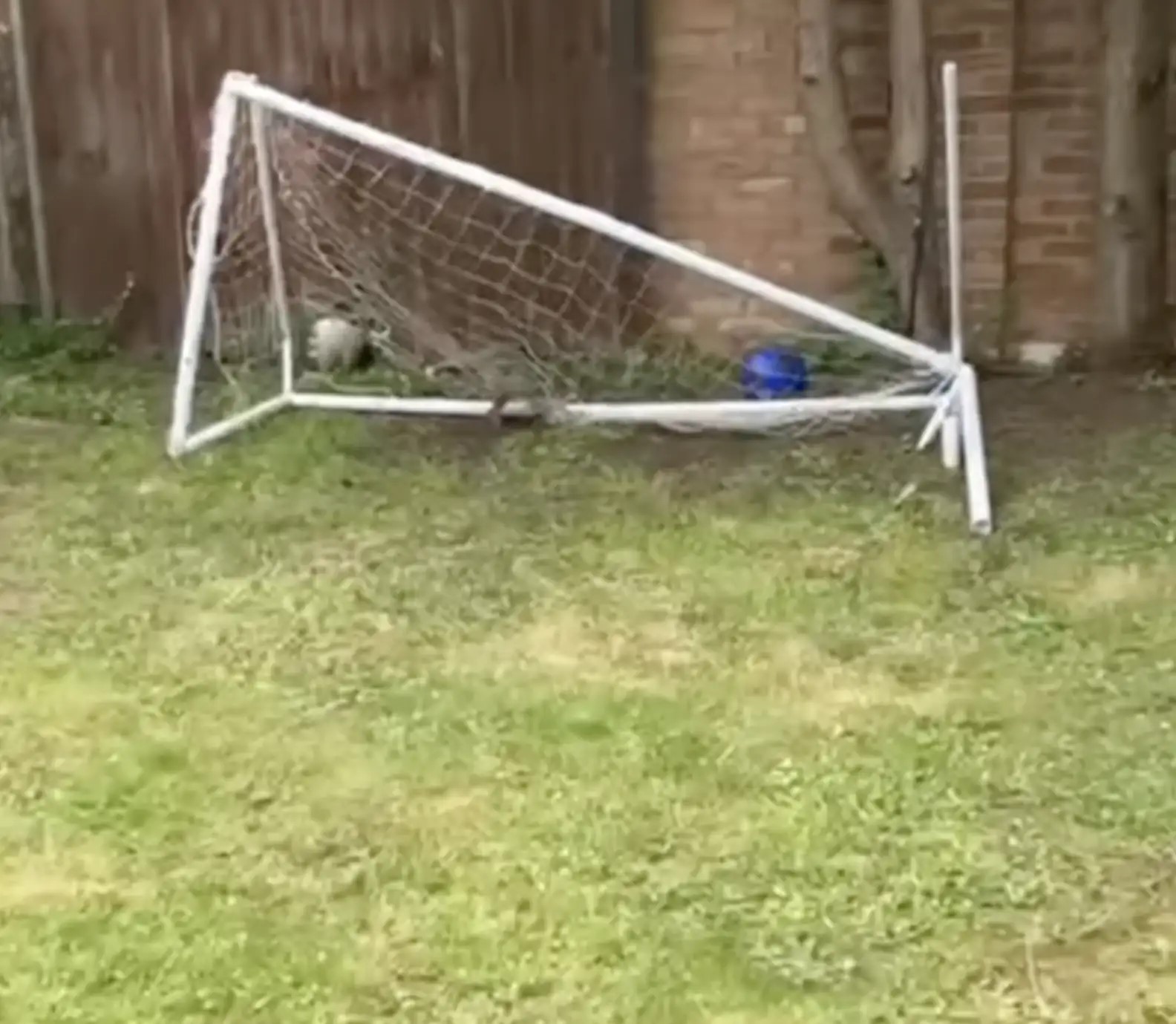 fluffy cub entangled in a soccer net