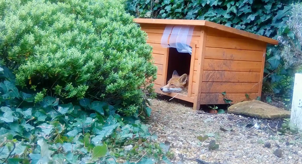 fox guarding dog house