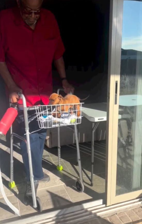 grandpa carrying the dog in the walker