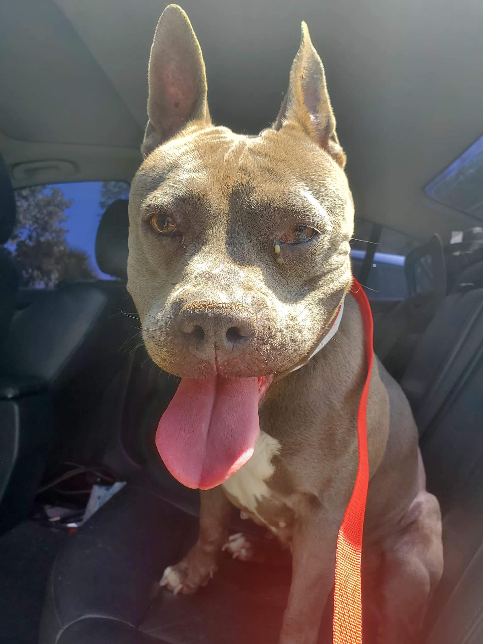 happy black dog on back seat