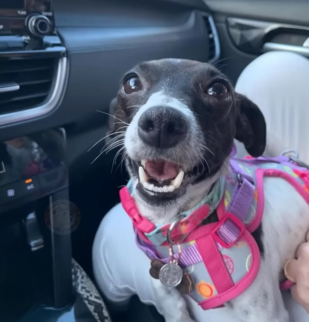 happy dog in the car