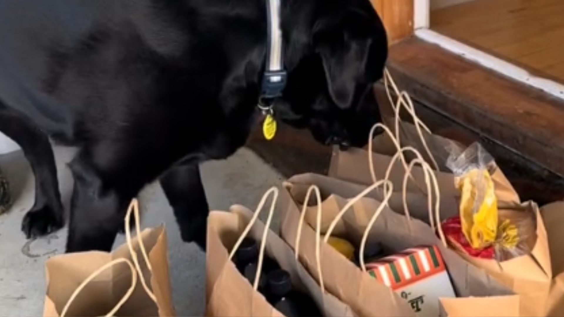 labrador sniffing bags