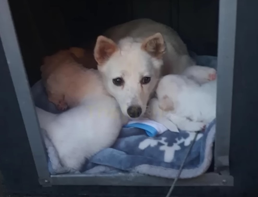 mama dog with puppies in box