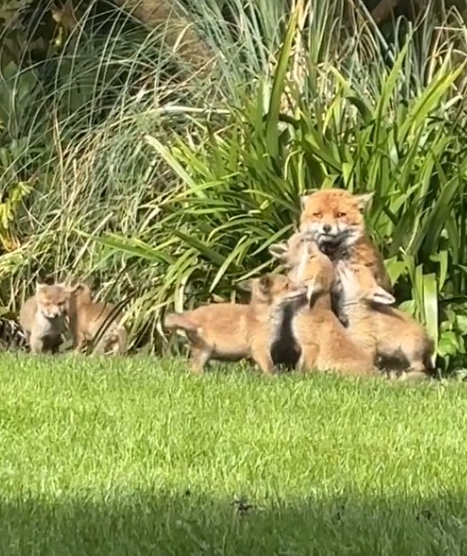 mama fox with her babies