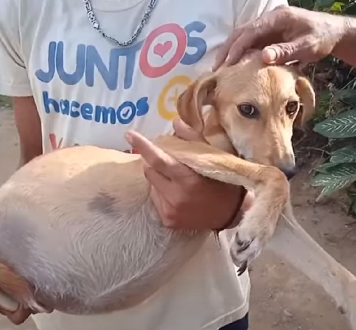 man holding a dog with swollen belly
