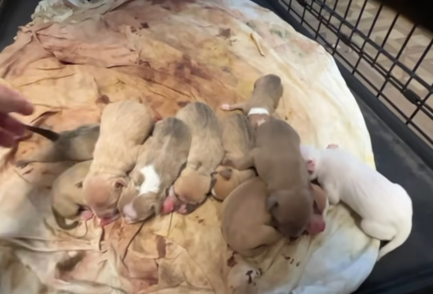 many newborn puppies