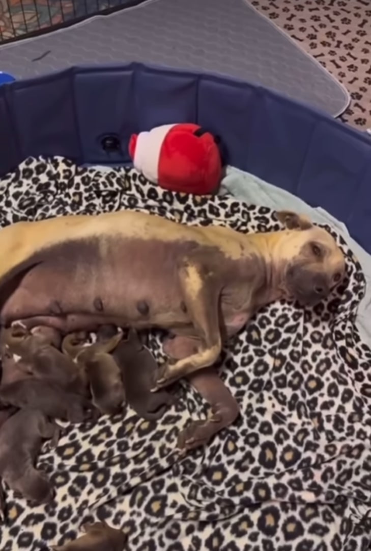 mother dog and many puppies