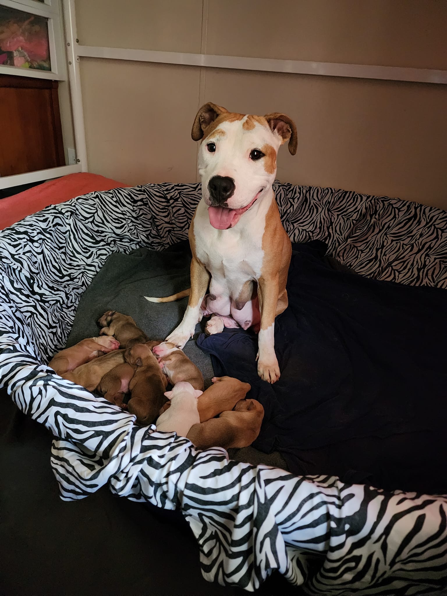 mother dog and newborn puppies