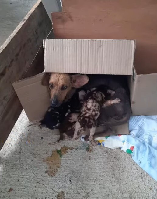 mother dog and puppies in a box