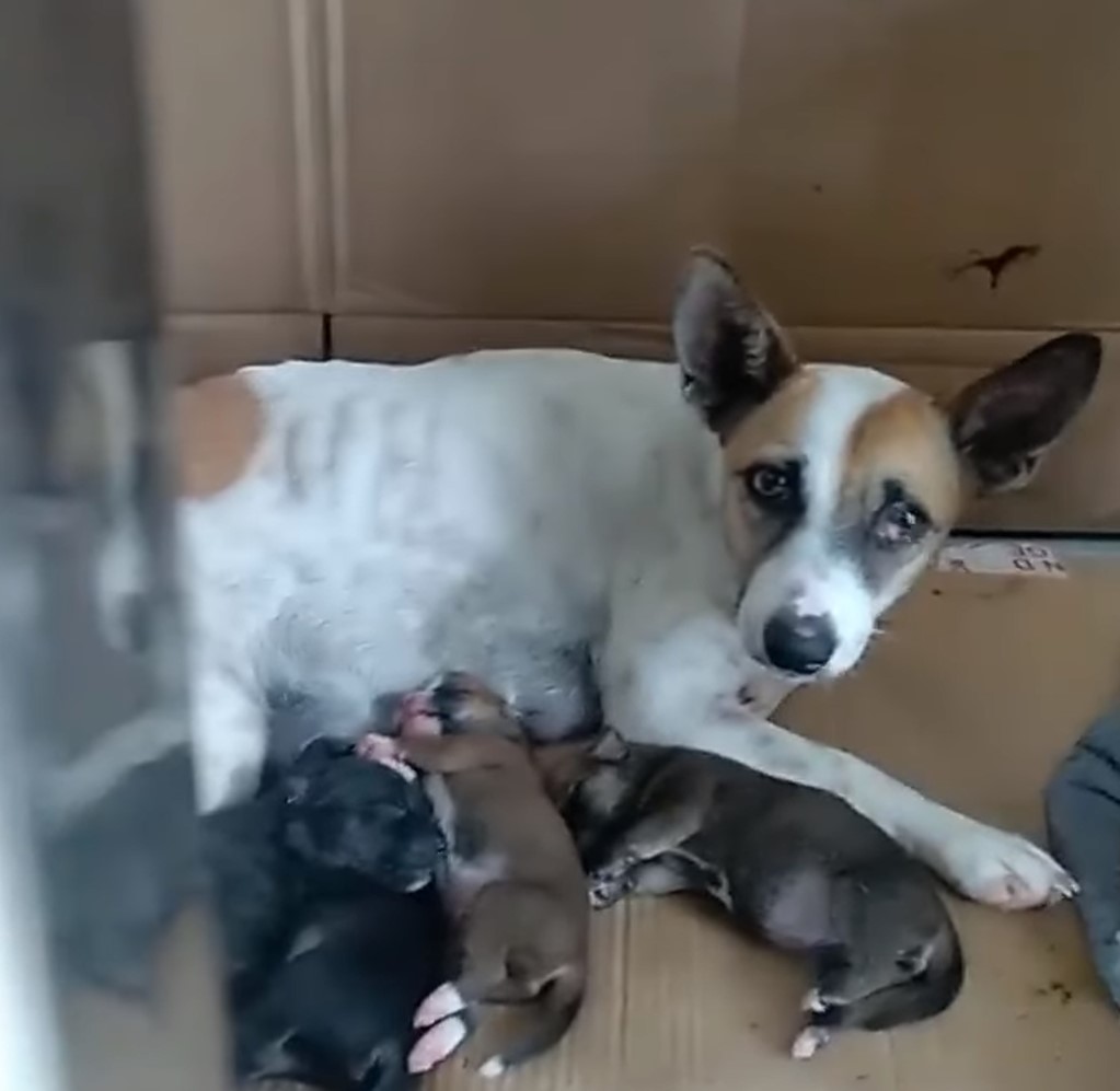 mother dog feeding puppies