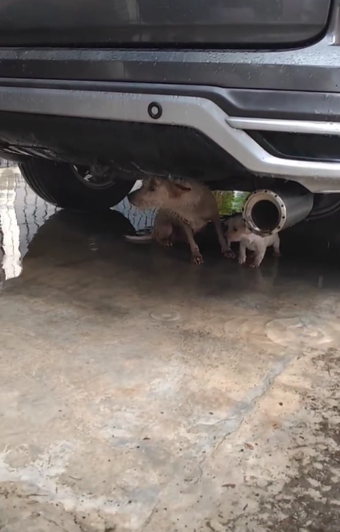 mother dog under car