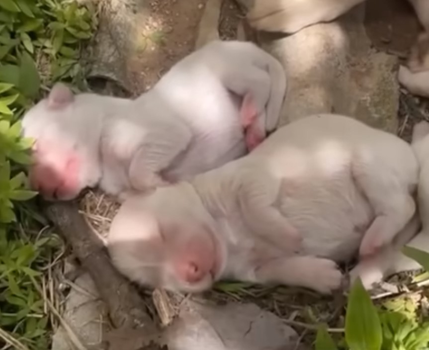 newborn puppies