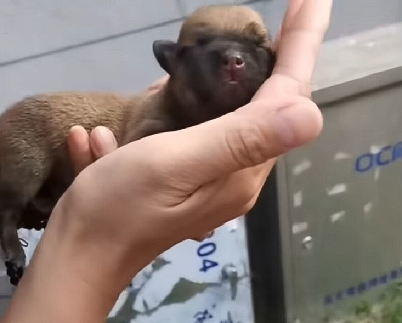 newborn puppy in hand