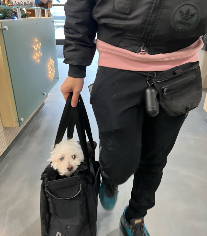 owner carryng a dog in bag