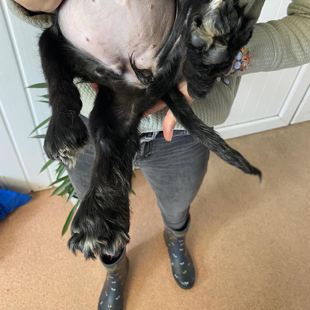 owner holding black dog with six legs
