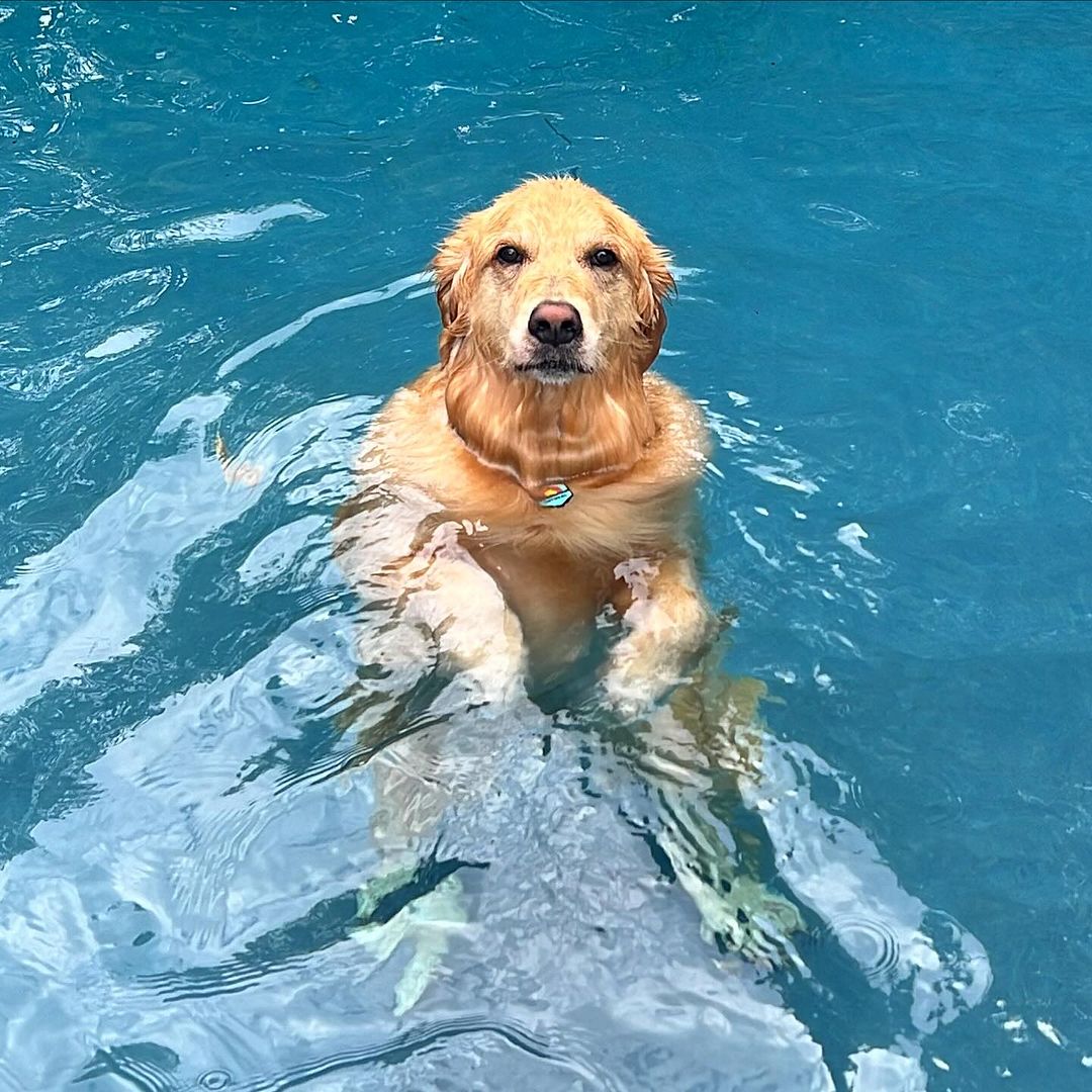 photo of dog in a pool