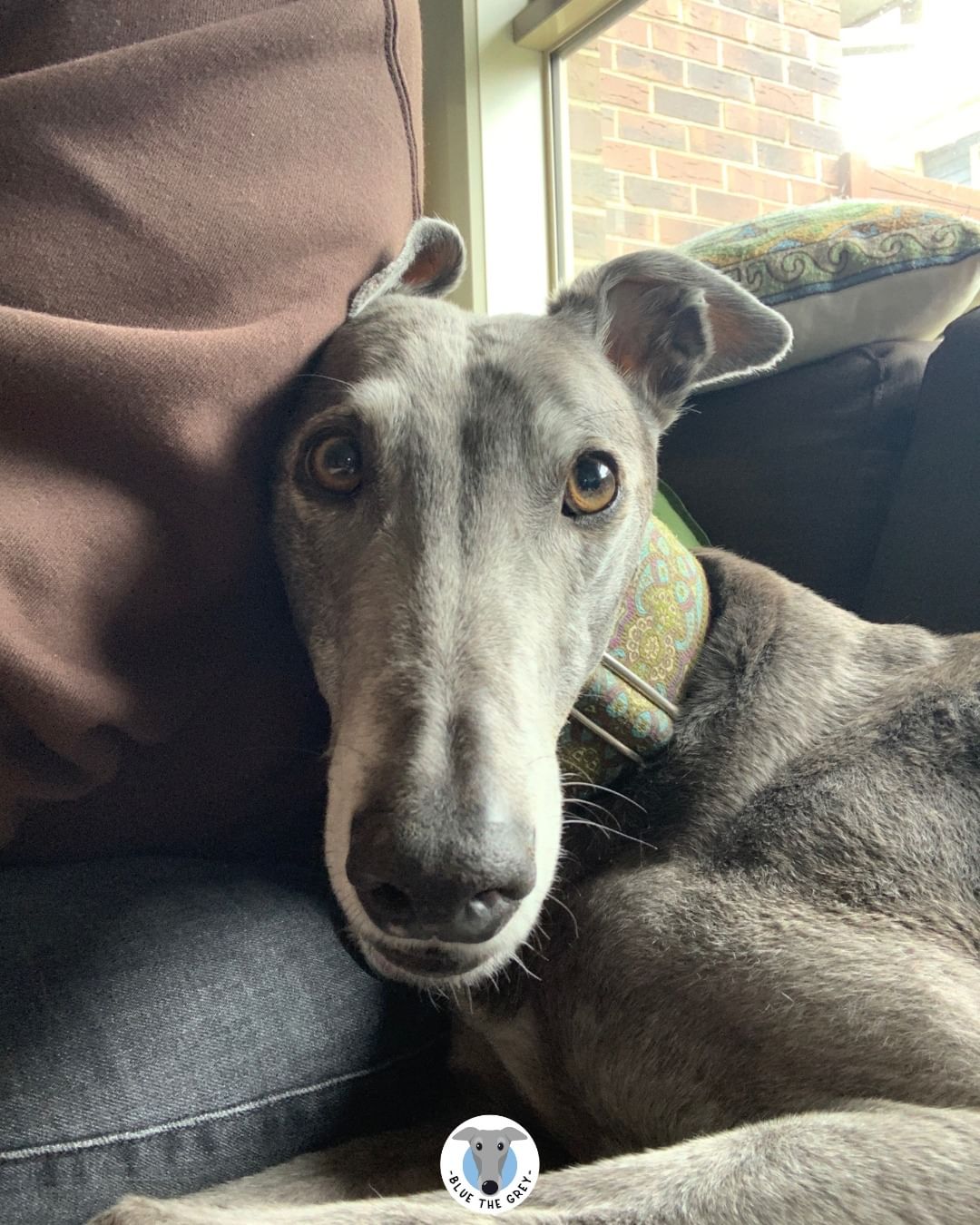 photo of greyhound dog