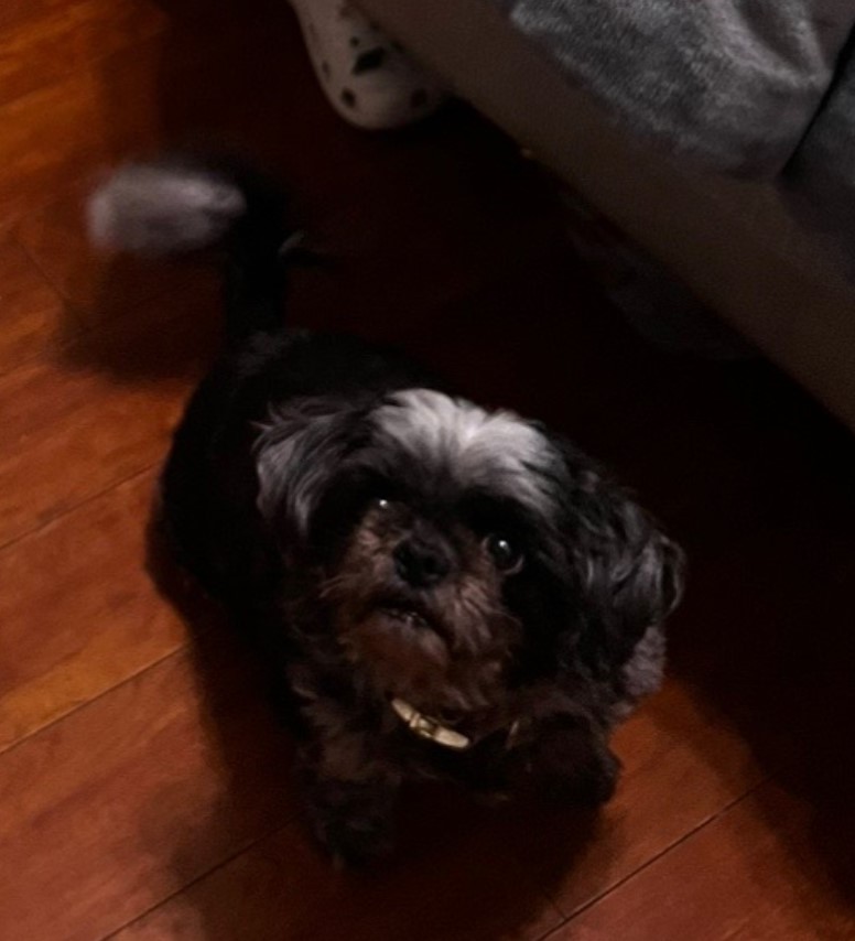 photo of lost dog