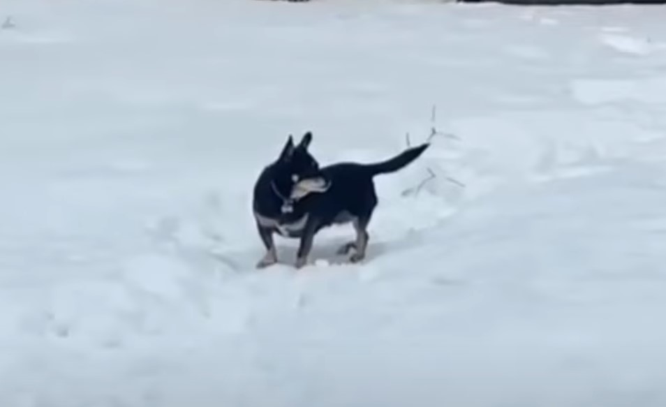 photo of pup in the snow