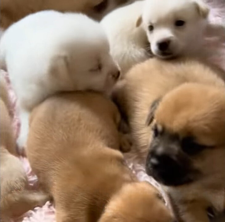 photo of puppies