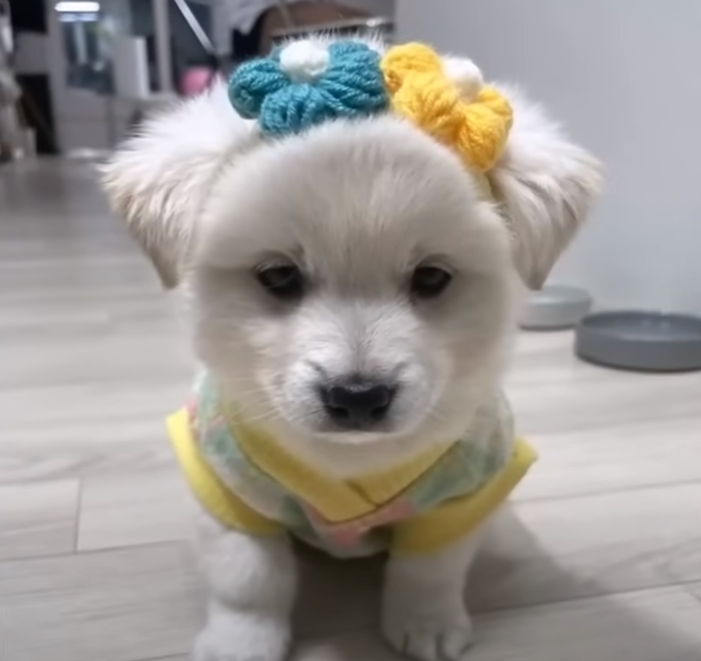 photo of puppy dressed up