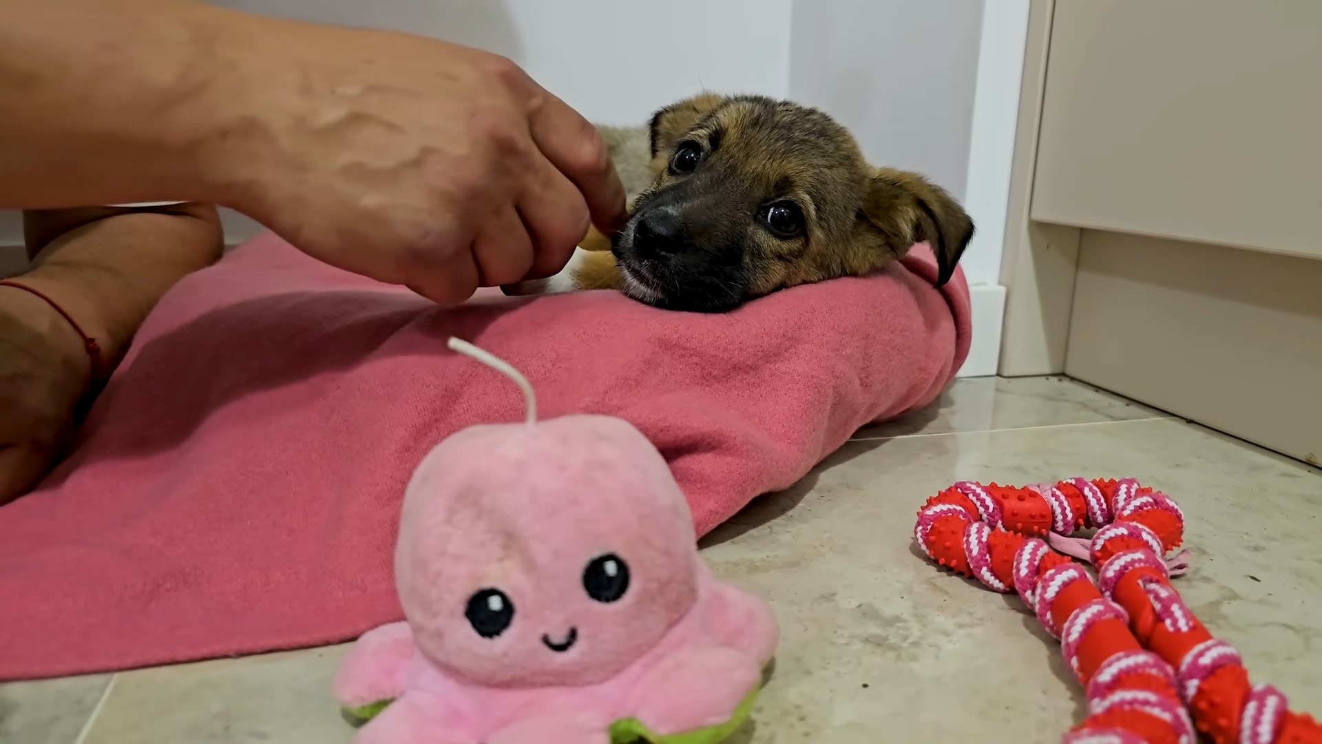 photo of puppy lying on pink blanket