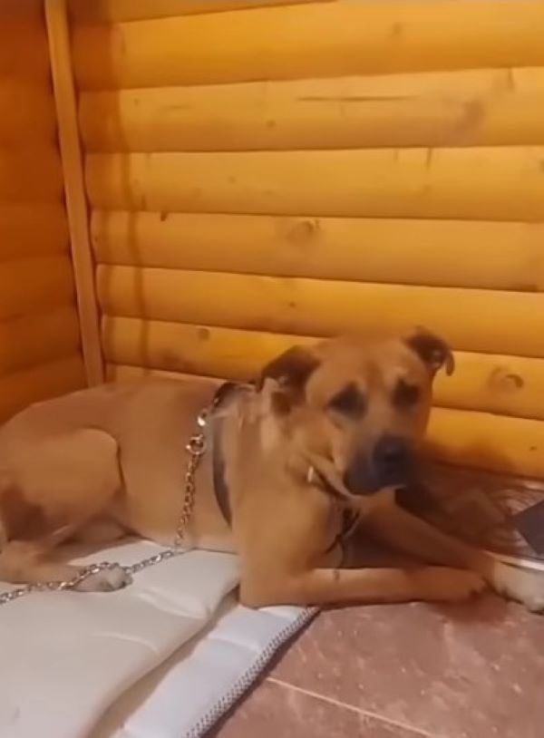 photo of rescued dog lying