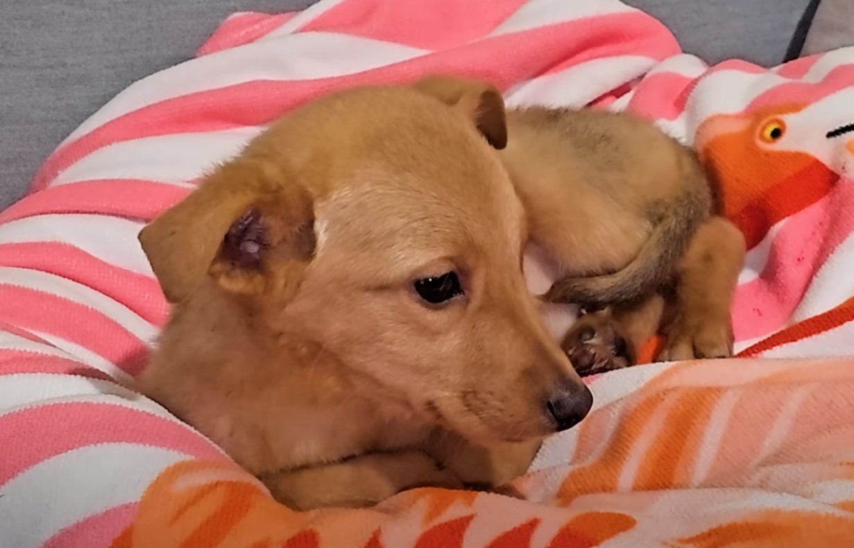 photo of stray pup lying