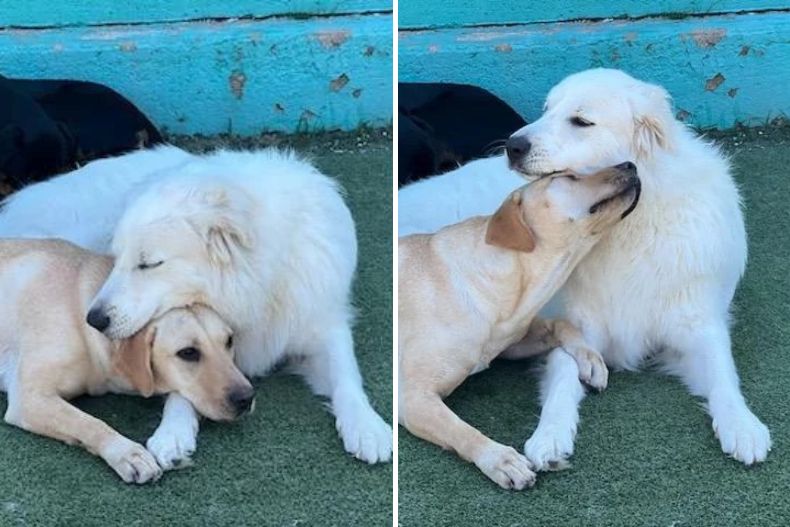 photo of two dogs cuddling