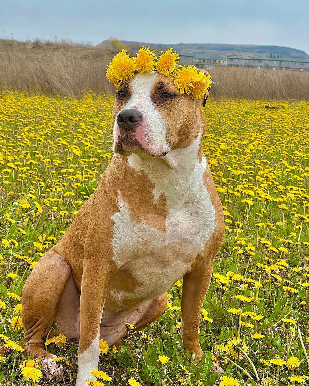 pittie with flower crown in the field