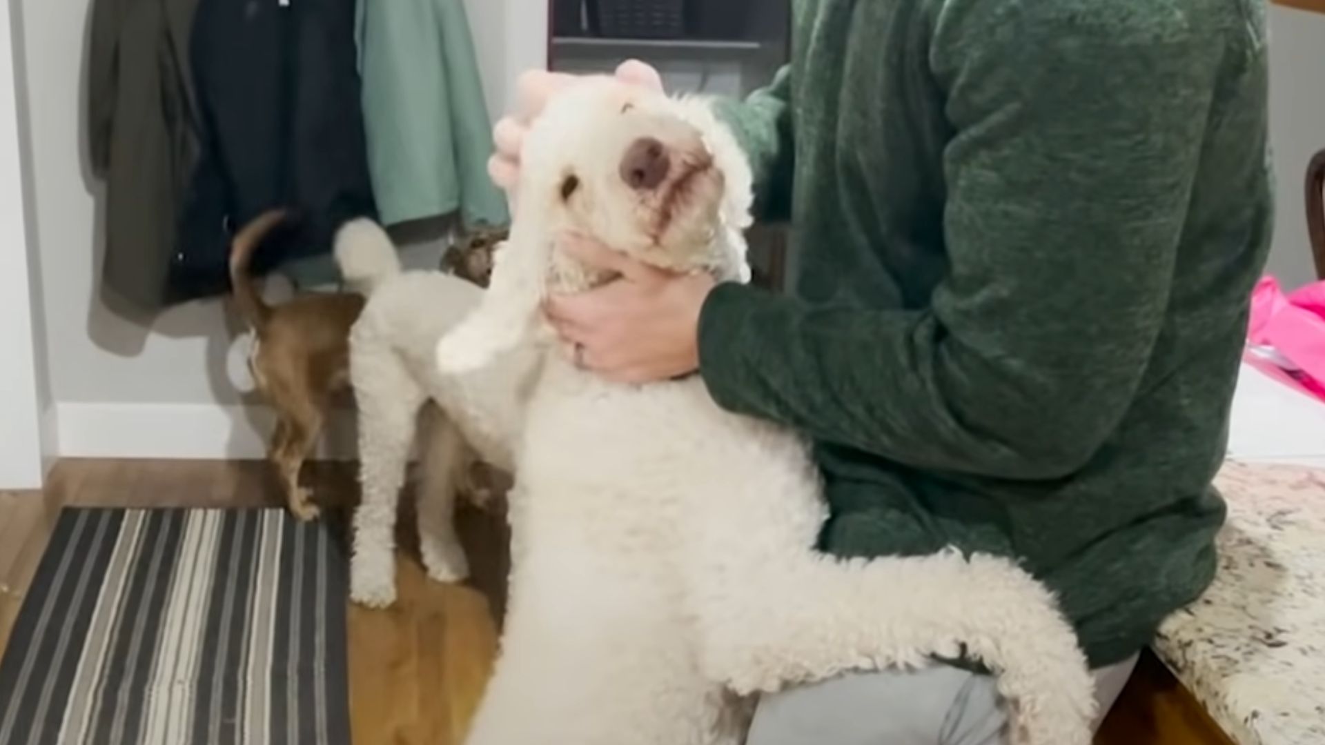 poodle hugging a man